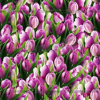 Seamless tulips | High resolution stock photo |ID 3546224