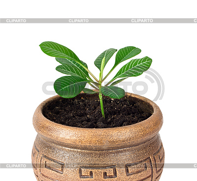 Home plant Euphorbia leuconeura | High resolution stock photo |ID 5223713