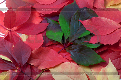 Background of multicolor autumn leaves | High resolution stock photo |ID 3391959