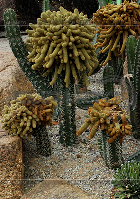 Cactus | Foto de alta resolución |ID 3525511