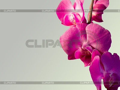 Rama con flores de color rosa orquídea | Foto de alta resolución |ID 3675811