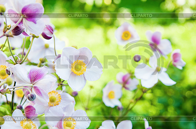 Bellas flores en el jardín. Anemone japonica | Foto de alta resolución |ID 3695485