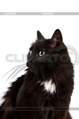 Retrato del gato negro | Foto de alta resolución |ID 3536901