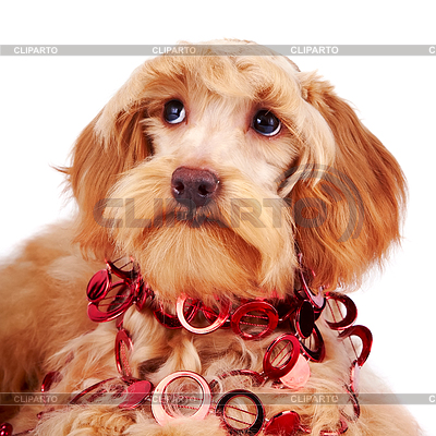 Portrait of decorative dog with red ornament | High resolution stock photo |ID 3562209