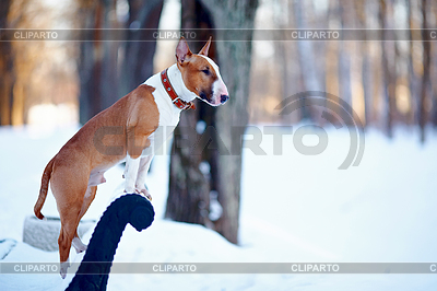 Rojo terrier toro en el banco en el parque | Foto de alta resolución |ID 3680236