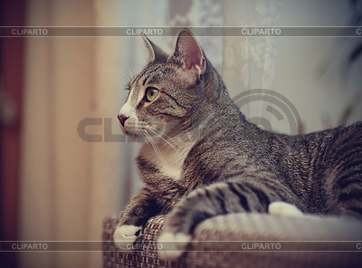 Gato rayado gris con patas blancas | Foto de alta resolución |ID 6042619