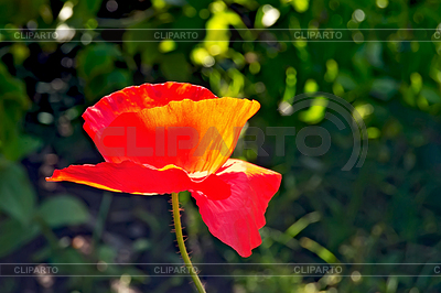 Poppies red on background of grass | High resolution stock photo |ID 3538197