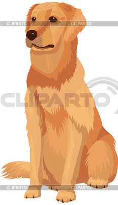 Labrador retriever - perro de raza | Ilustración vectorial de stock |ID 3451082
