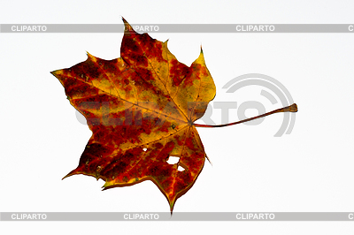 Autumn maple leaf | High resolution stock photo |ID 3505965