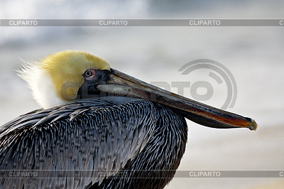 Pelican es caminar en la orilla | Foto de alta resolución |ID 3433767