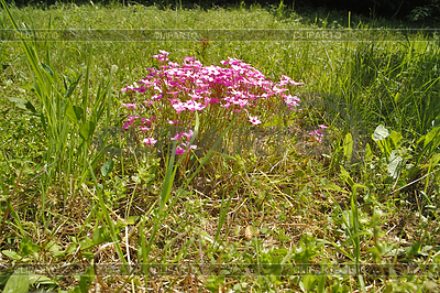 Springtime | High resolution stock photo |ID 3452693