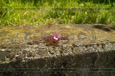 Flower | High resolution stock photo |ID 3452694
