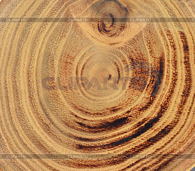 Rebanada de madera | Foto de alta resolución |ID 5290691