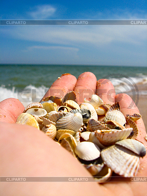 Hand with cockleshells | High resolution stock photo |ID 3454445