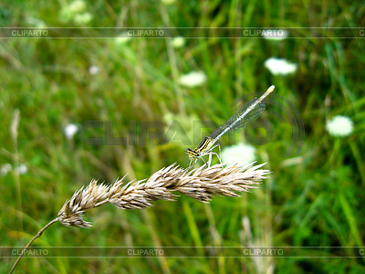 Libelle sitzt auf Ährchen | Foto mit hoher Auflösung |ID 3461875