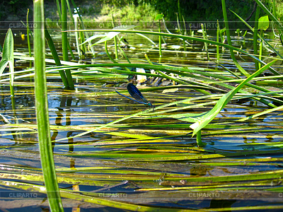Little dragonfly on river plant | High resolution stock photo |ID 3475389