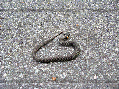 Ringelnatter auf der Straße | Foto mit hoher Auflösung |ID 3514616