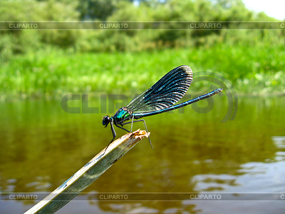 Libelle sitzt auf einem Ast | Foto mit hoher Auflösung |ID 3514643