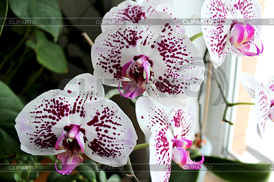 Fine rama de florecimiento rosa orquídea | Foto de alta resolución |ID 3702364