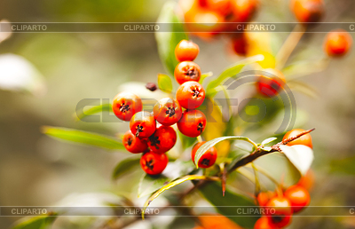 Wild autumn orange beries | High resolution stock photo |ID 3480199