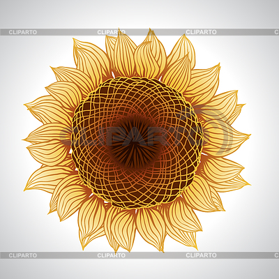 Подсолнечника. Цветочный элемент дизайна | Векторный клипарт |ID 3491189