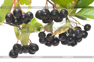 Aronia | Foto de alta resolución |ID 3496582