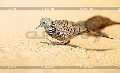 Hermosa paloma | Foto de alta resolución |ID 5983188