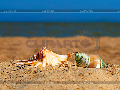 Dos caracoles en la playa | Foto de alta resolución |ID 3553871