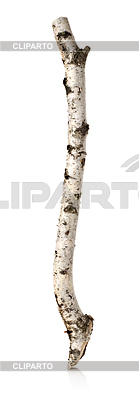 Birch Niederlassung | Foto mit hoher Auflösung |ID 3555083
