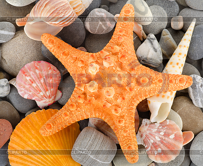 Sea shells and stone | High resolution stock photo |ID 3556096