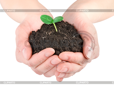 Young plant in hands | High resolution stock photo |ID 3556695