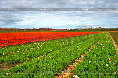 Weiße Tulpen | Foto mit hoher Auflösung |ID 3576920