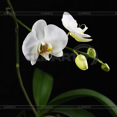 Ramificación de la orquídea blanca hermosa | Foto de alta resolución |ID 5820607