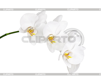 Orquídea | Foto de alta resolución |ID 6114430