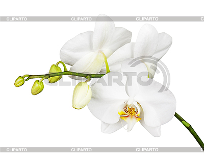 Tres días de edad orquídea blanca | Foto de alta resolución |ID 6179962