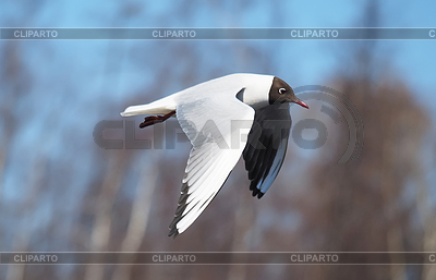 Seagull in flight | High resolution stock photo |ID 5789128