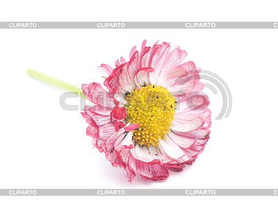 Daisy | High resolution stock photo |ID 5789697