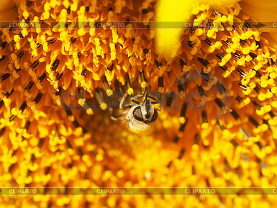Volar Syrphidae en el girasol | Foto de alta resolución |ID 5891175