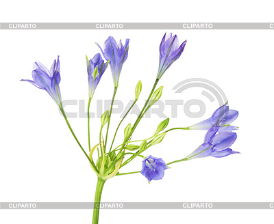 Brodiaea Blume | Foto mit hoher Auflösung |ID 5646973