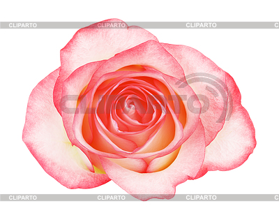 Pink Rose | High resolution stock photo |ID 5646987