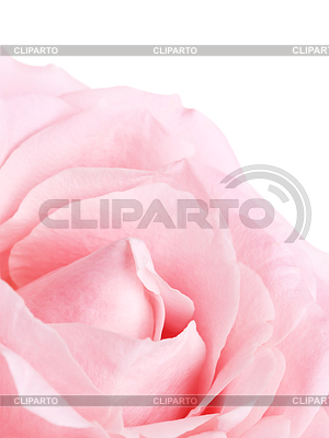 Flor de rosa | Foto de alta resolución |ID 5647053
