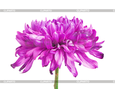 Pink Chrysanthemum Flower | High resolution stock photo |ID 5690943