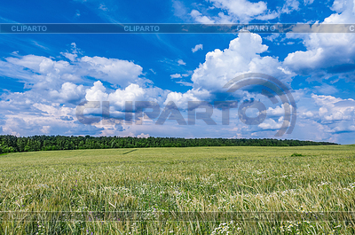 Meadow with flowers | High resolution stock photo |ID 6501088
