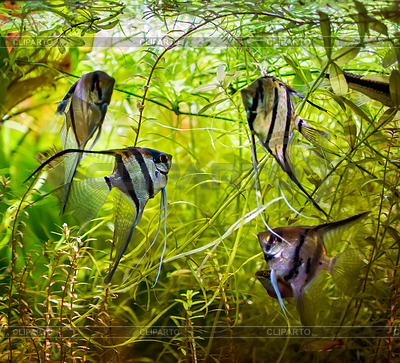 Angelfish Pterophyllum scalare | Фото большого размера |ID 6418721