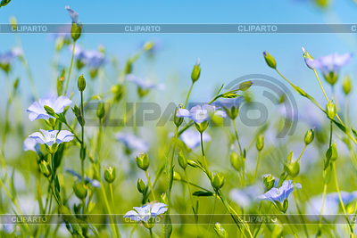 Flores de lino azul | Foto de alta resolución |ID 6505867