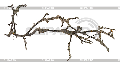 Dry tree branch | High resolution stock photo |ID 5951316