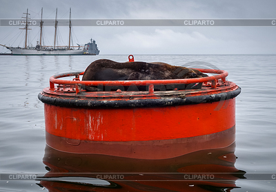 León de mar en el puerto de Valparaíso | Foto de alta resolución |ID 6245609