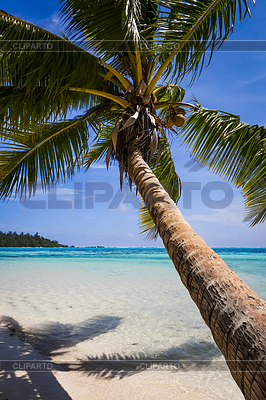 Playa tropical del paraíso y la laguna en la isla de Moorea | Foto de alta resolución |ID 6299559