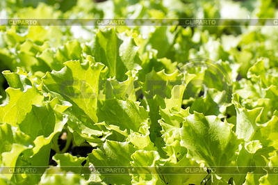Natural de fondo verde con lechuga joven en | Foto de alta resolución |ID 5109095