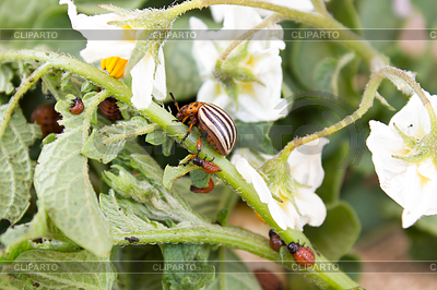 Colorado beetle on potato leaves | High resolution stock photo |ID 6442795